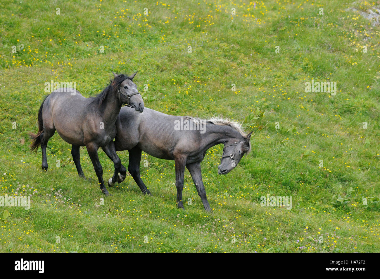 Domestic horses, Equus ferus caballus, side view, running, fight, flower meadow, scenery, Stock Photo