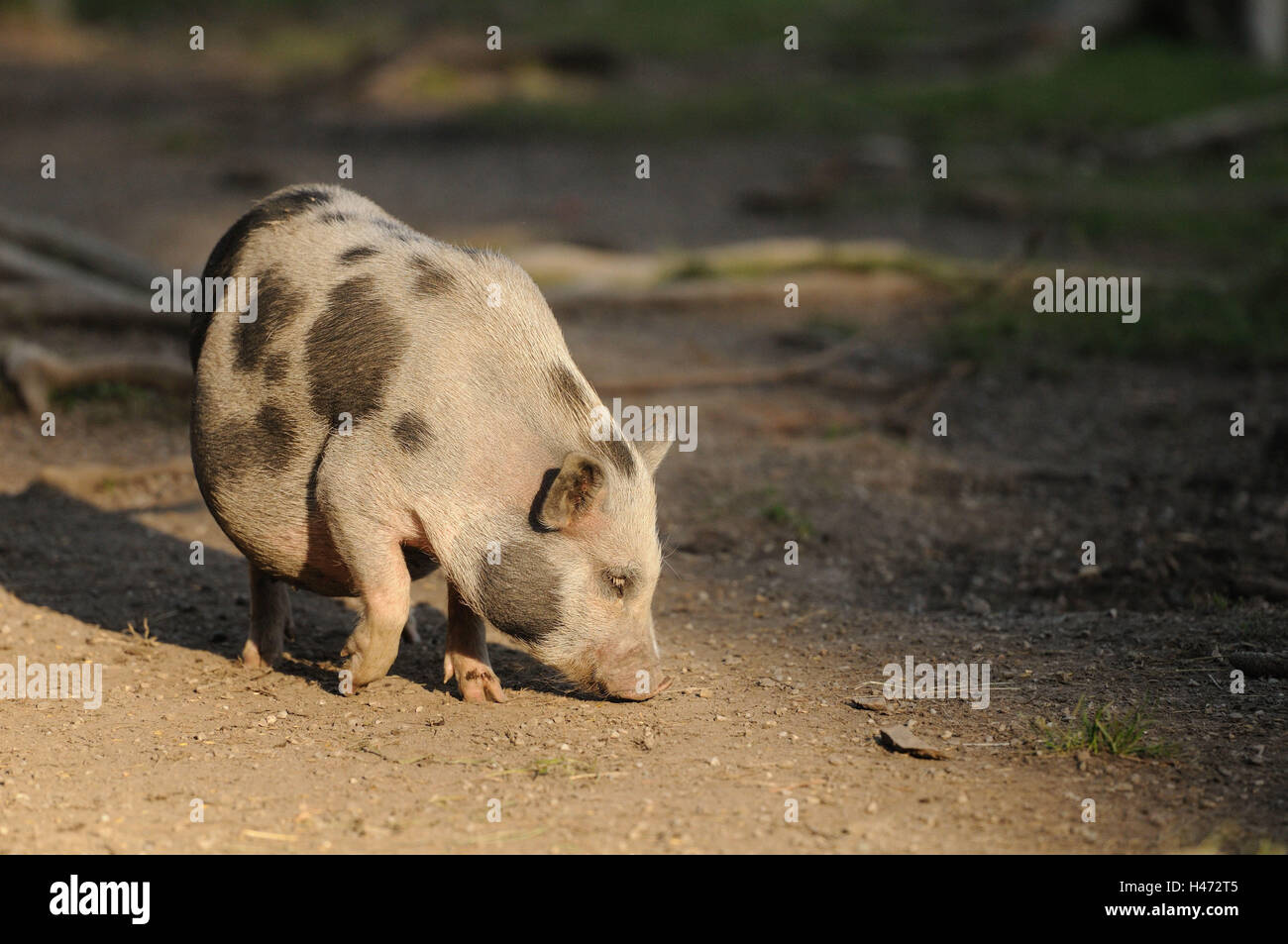 Vietnamese pendulous abdomen pig, side view, stand, foot, lift Stock