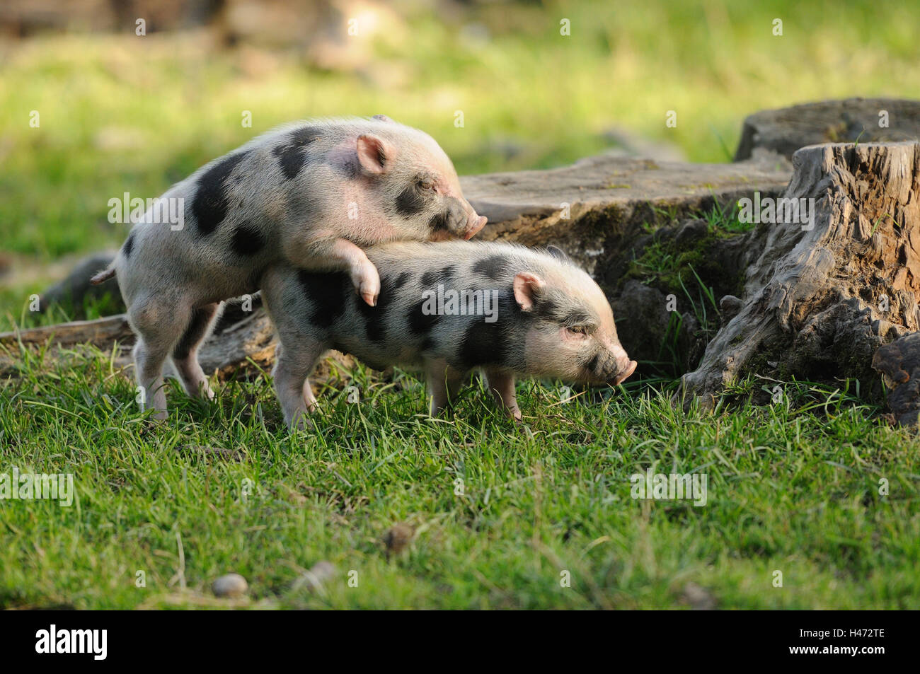Vietnamese pendulous abdomen pigs, piglets, side view, play, Stock Photo