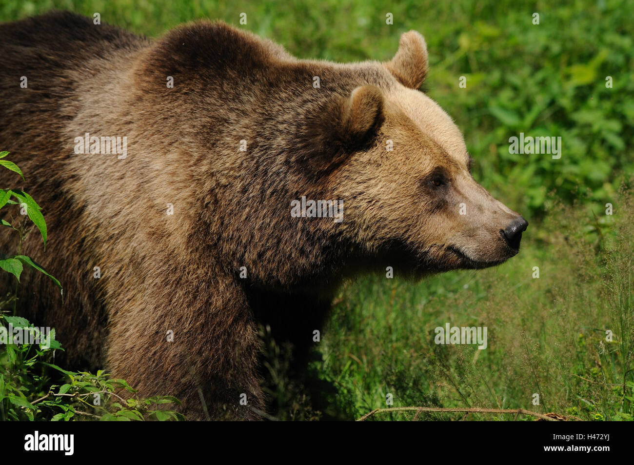Brown bear, Ursus arctos, half portrait, side view Stock Photo - Alamy