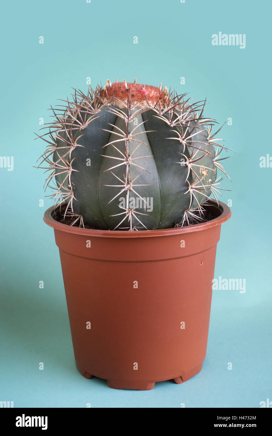 Cactus, flowerpot, plant, tropical, potted plant, indoor plant, inside, Melocactus, Cephalium, Cactaceae, Stock Photo