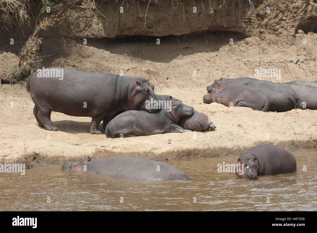 Hippopotami lie on the shore, Stock Photo