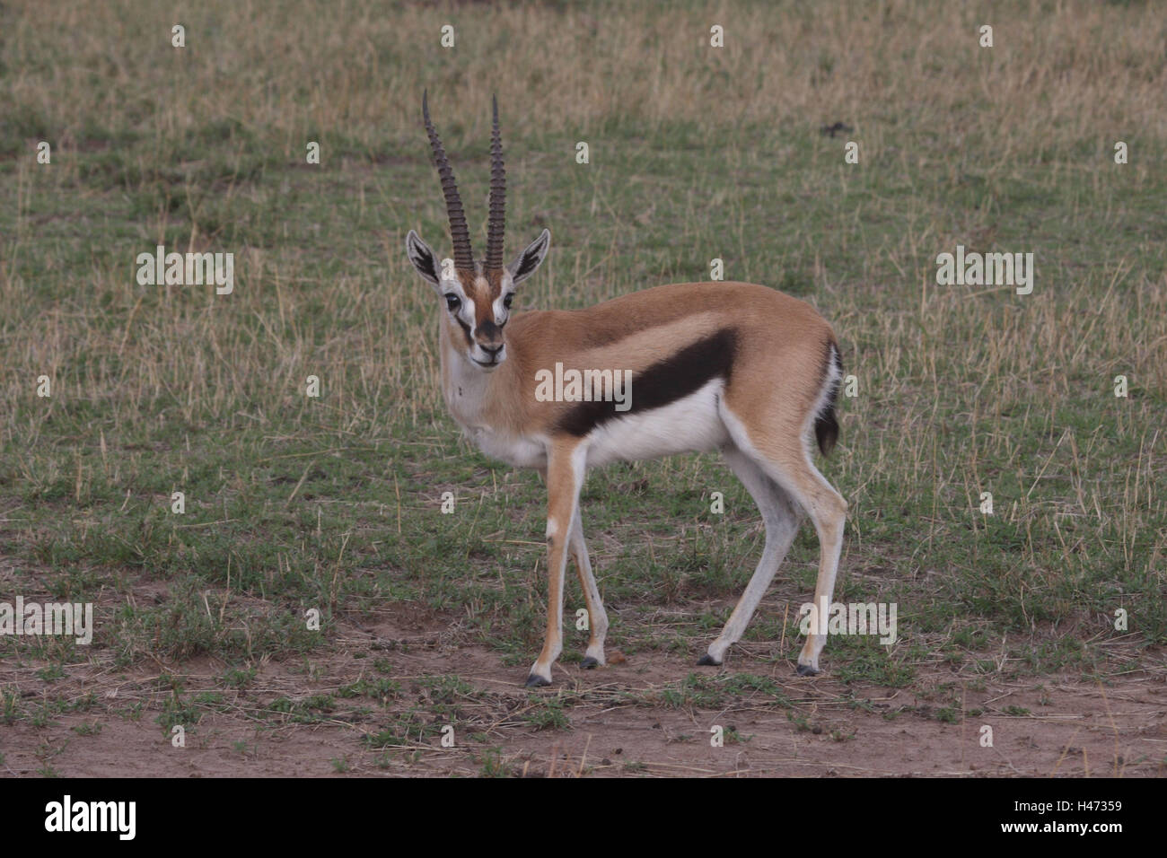 Thomsongazelle stands in the savanna, Stock Photo