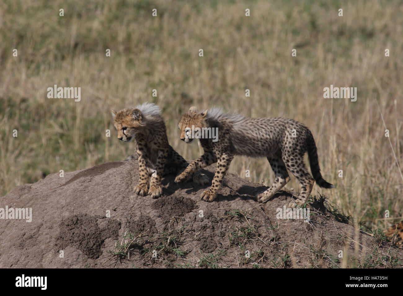 To cheetahs, two young animals, Stock Photo