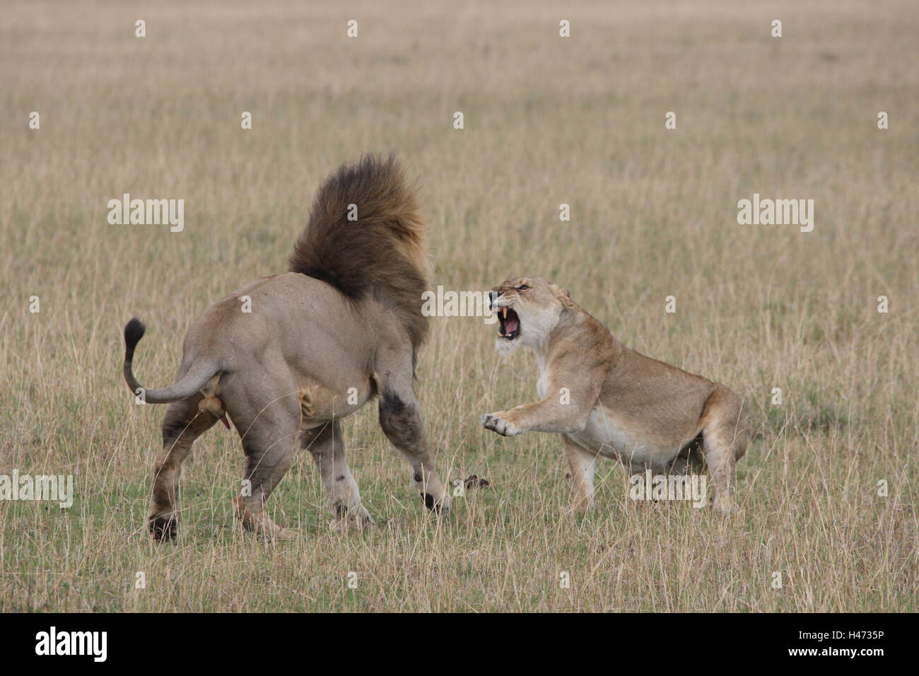 Reproduction of lions hi-res stock photography and images - Alamy