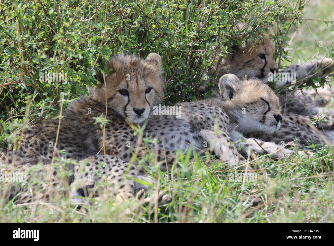 To cheetahs, young animals lie in the shade, Stock Photo