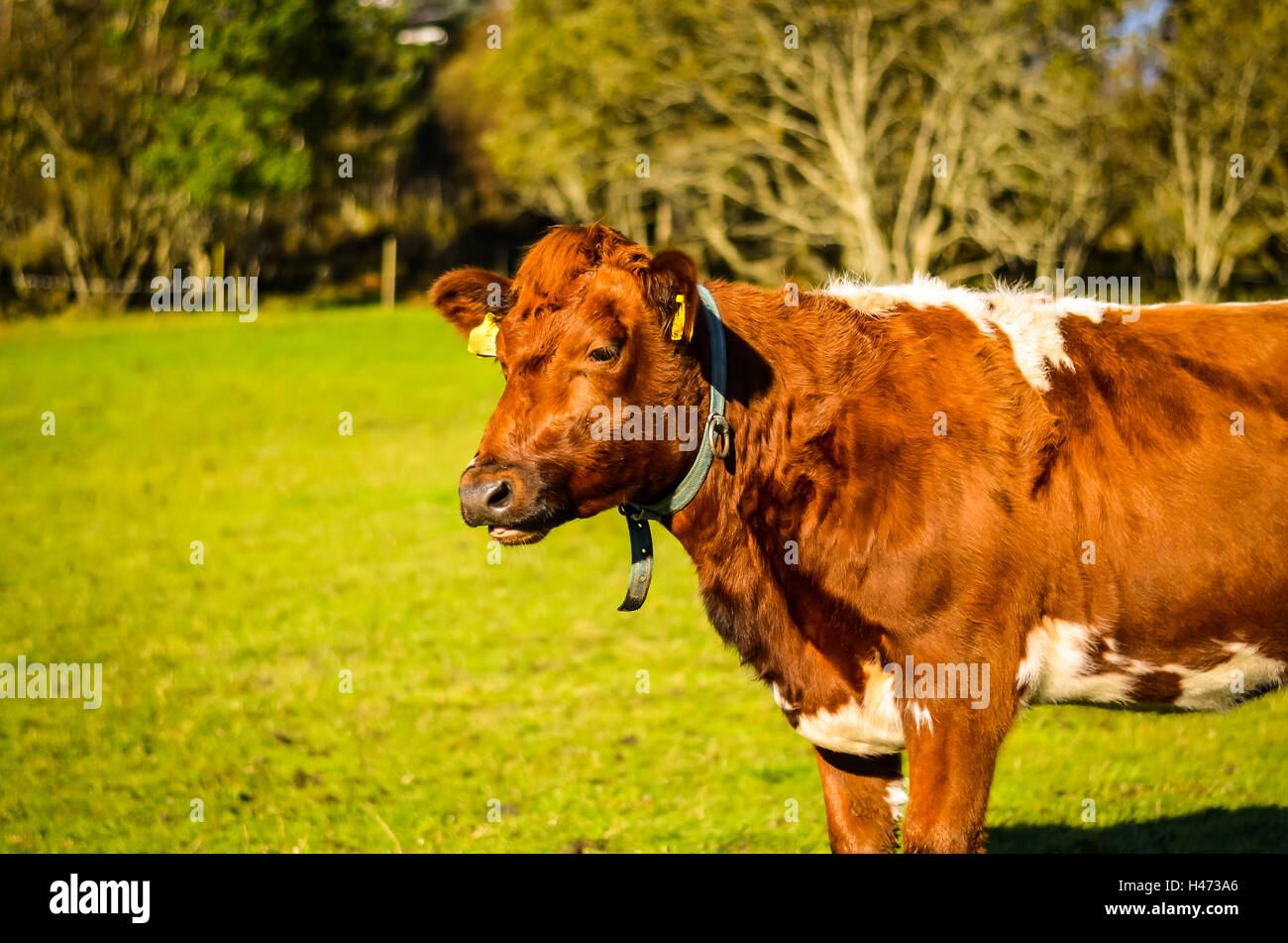 brown and white cow on the norwegian meadow Stock Photo