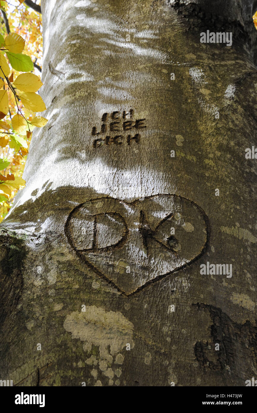 Trunk, heart, initials, outside, leaves, nobody, trees, beechwood, wood, autumn, foliage, autumn foliage, book, carved, bark, love, sign of love, letter, broad-leaved tree, bark, Stock Photo