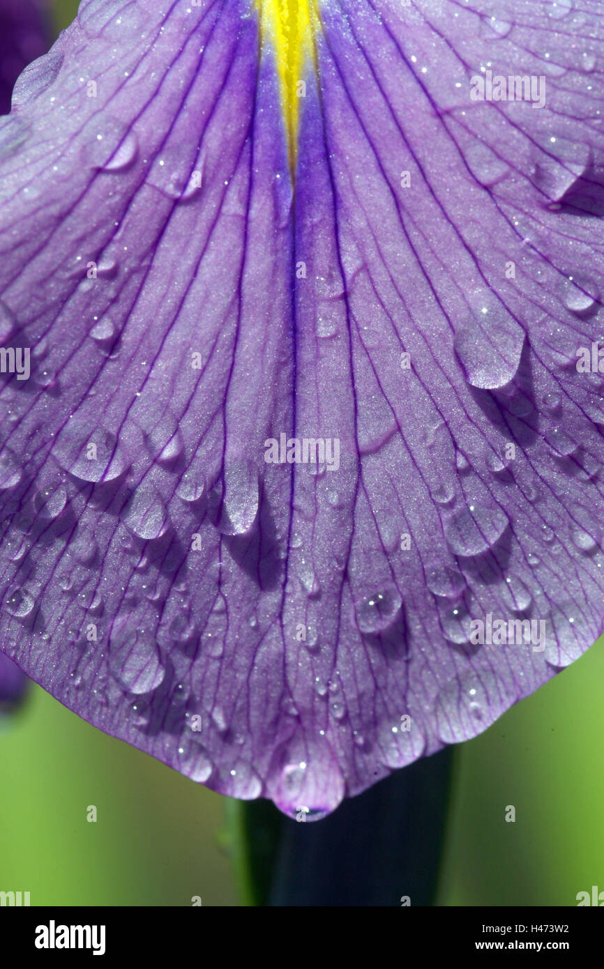 Japanese marsh iris with drop water, Stock Photo