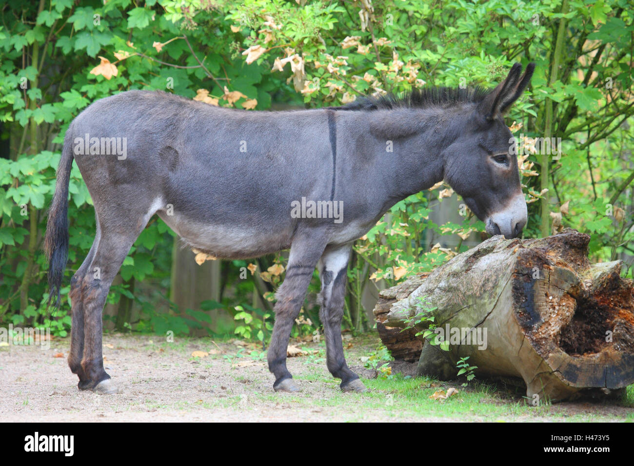 House donkey, Stock Photo