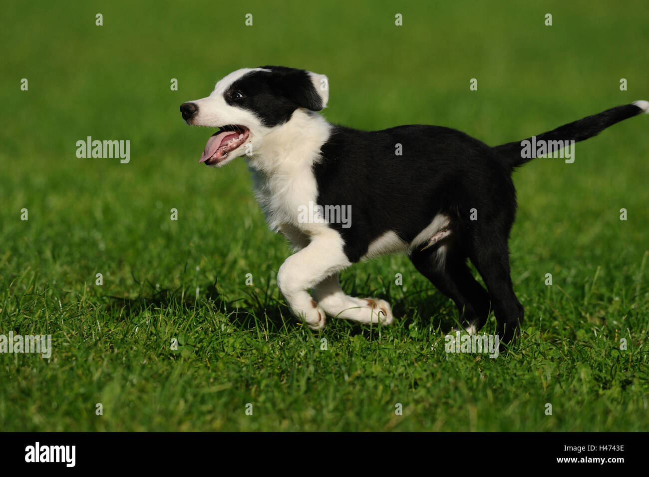 Of Border collie, puppy, run, side view Stock Photo - Alamy