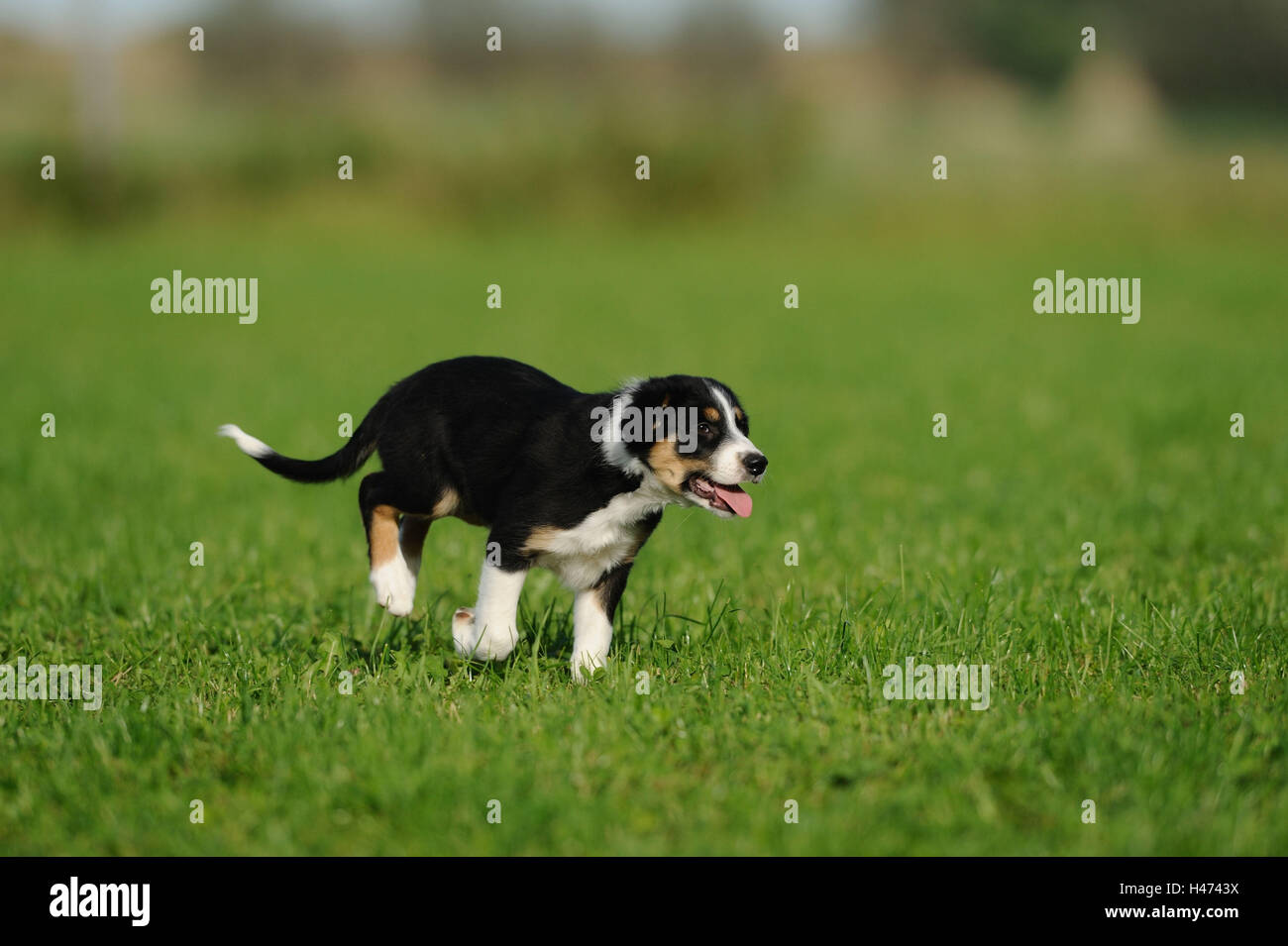 Of Border collie, puppy, run, side view Stock Photo - Alamy