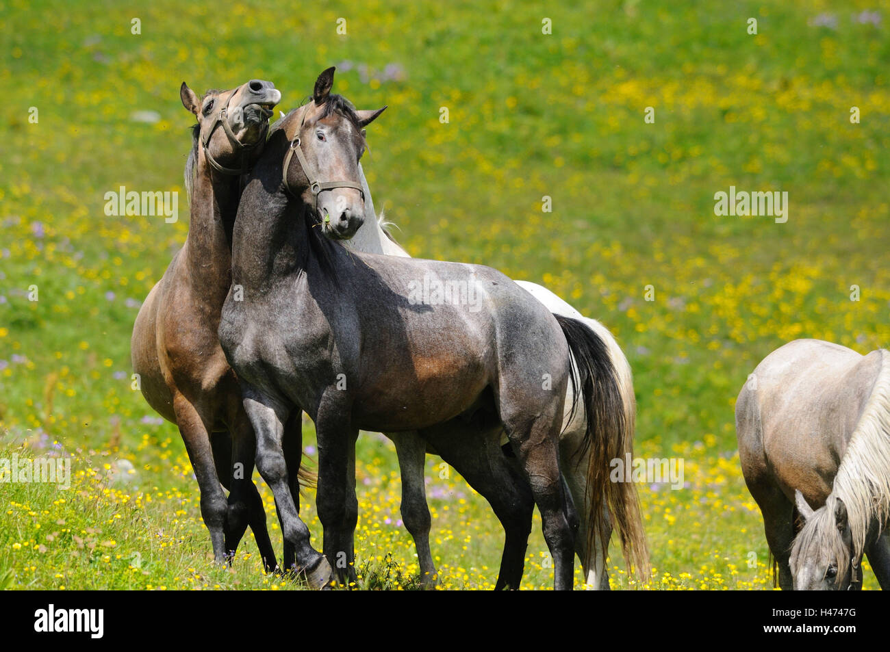 Domestic horses, Equus ferus caballus, head-on, stand, fight, flower meadow, scenery, Stock Photo