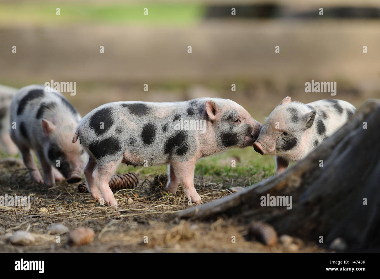 Pot-bellied pigs, piglets, side view, fighting, Stock Photo