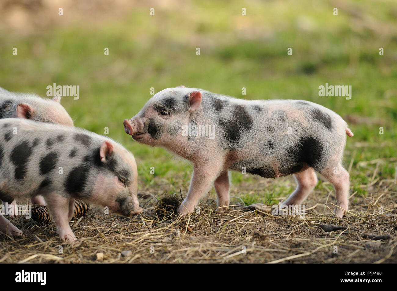 Vietnamese pendulous abdomen pigs, piglets, side view, fight, Stock Photo