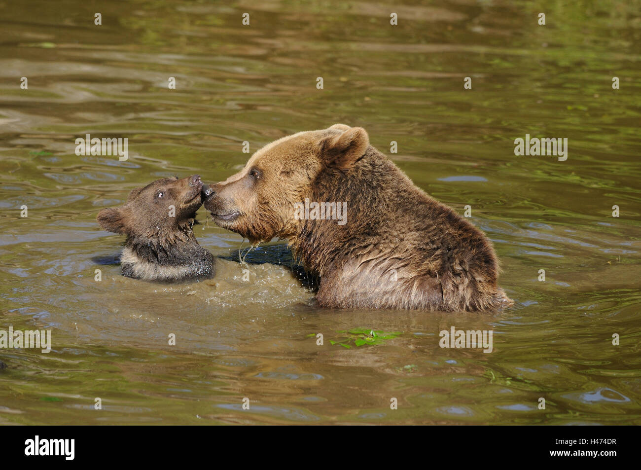 Brown bears, Ursus arctos, nut with young animal, water, side view, Stock Photo