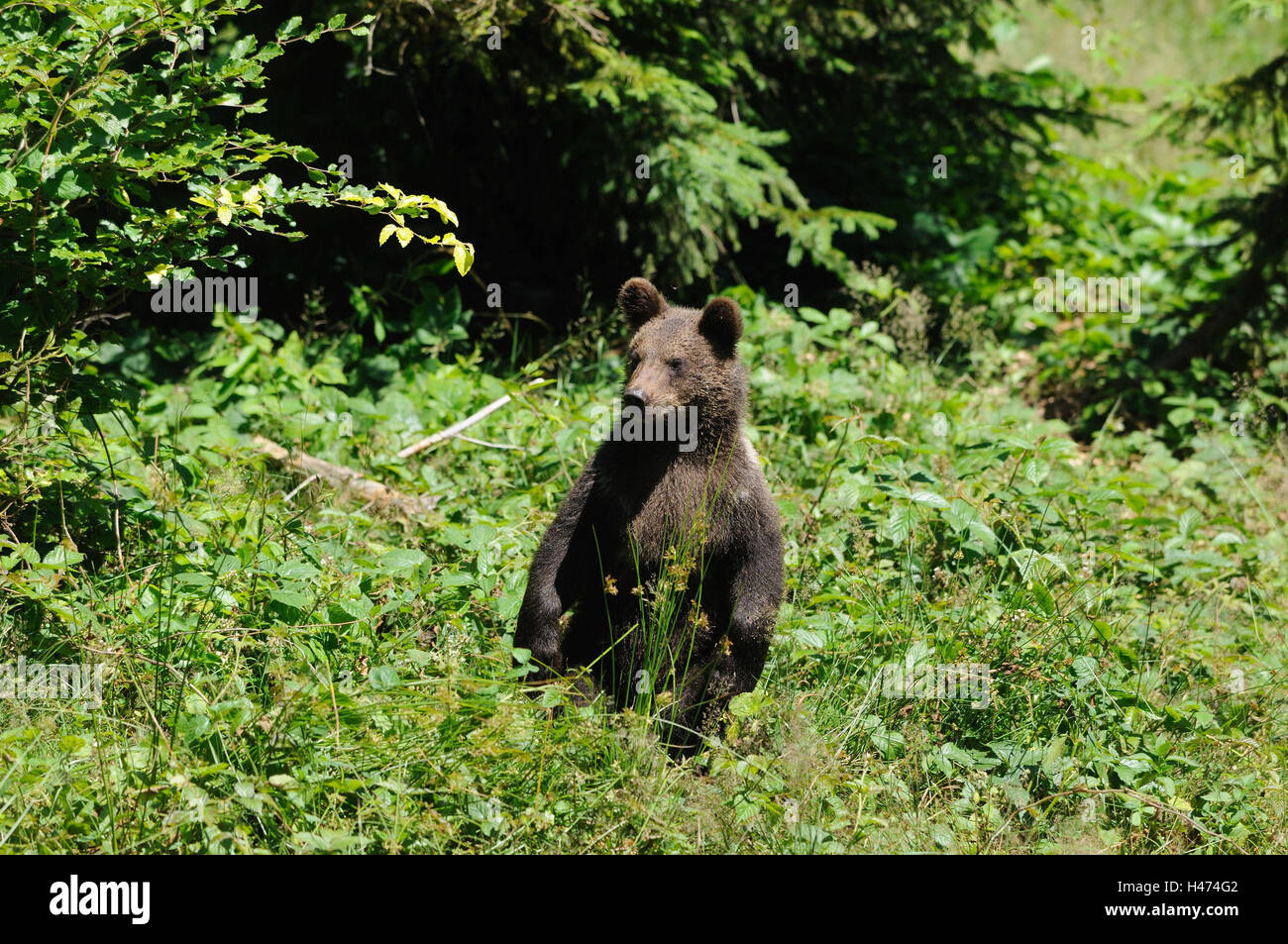 Brown bear, Ursus arctos, young animal, head-on, stand, beg, Stock Photo