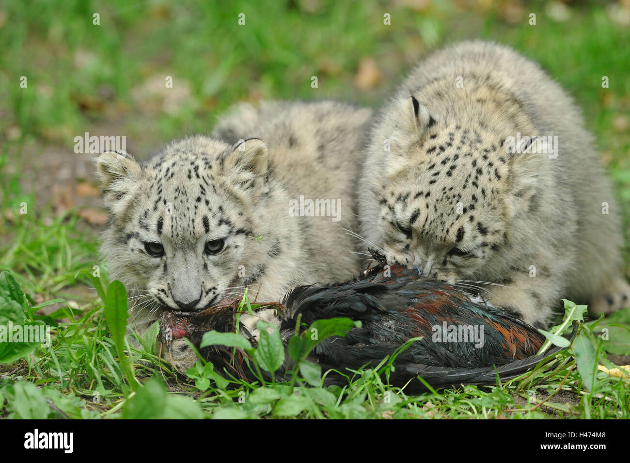 Leopards prey hi-res stock photography and images - Alamy