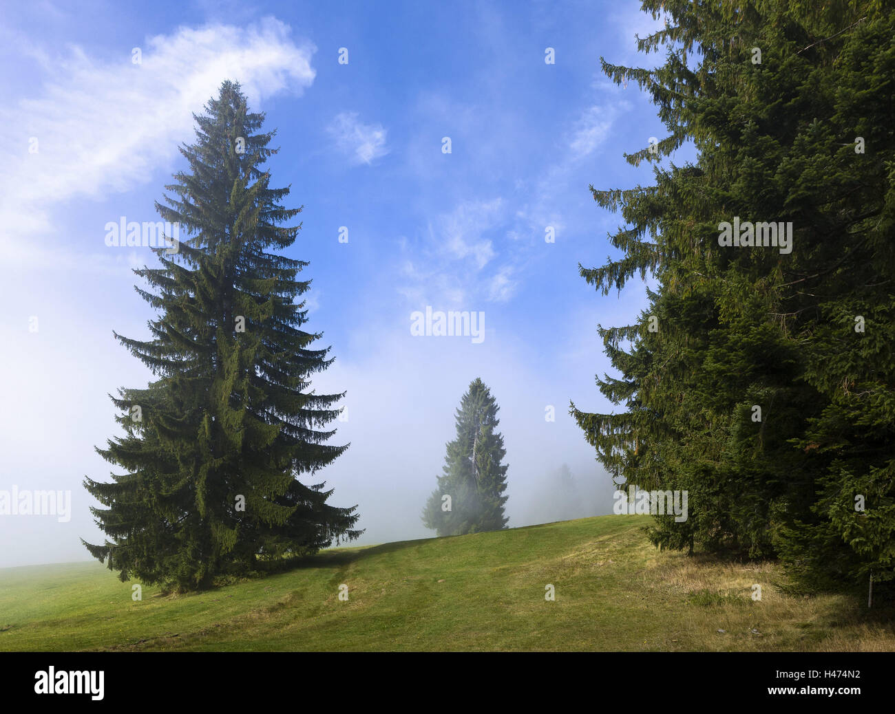 Meadow, trees, fog, flora, plant world, nature, plant, wood, scenery, weather, conifers, Germany, Allgäu, Bavaria, Europe, Immenstadt, Diepholz, Immenstadt Diepholz, South Germany, Stock Photo