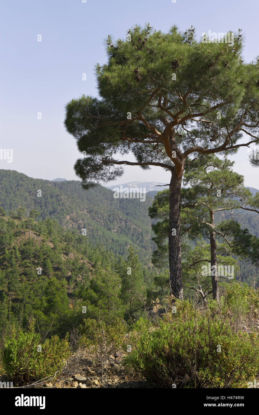 Island Cyprus, Troodos mountains, forest landscape, to Südzypern, in Greek, Southern, Europe, Europe, trees, wooded, flora, mountains, in Greek, green, island, scenery, nature, plants, plant world, Southern, Europe, south part, to Südzypern, Troodos, moun Stock Photo