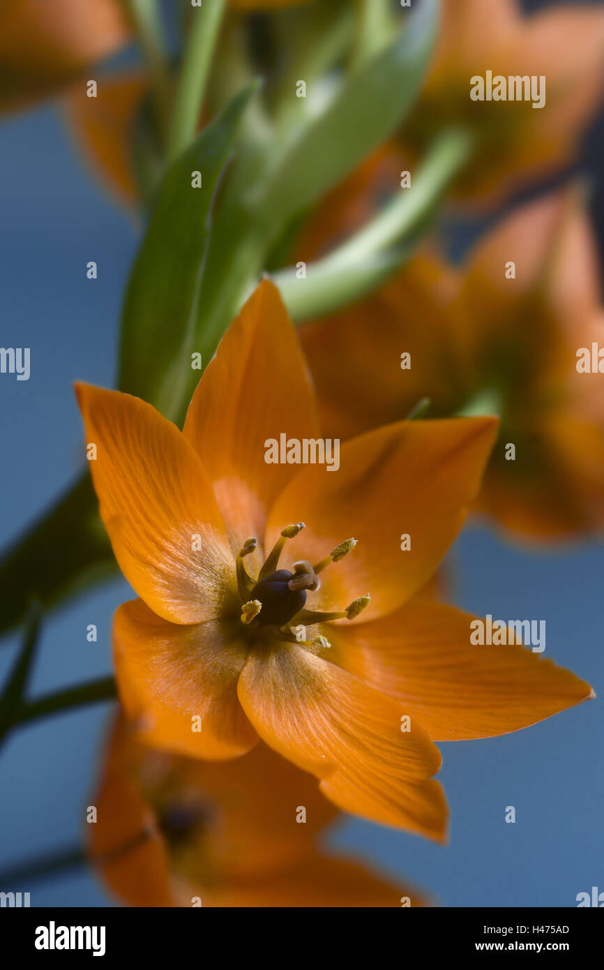Dolden-Milchstern, blossoms, bird's milk, Ornithogalum, cut flower, medium close-up, South African, bulb plant, indoor plant, hyacinth plant, Hyazinthaceae, toxic, Stock Photo