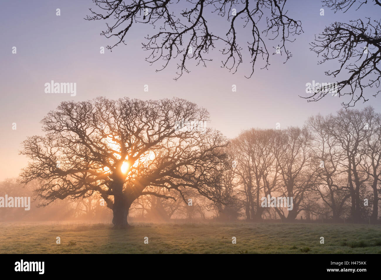 Misty morning sunrise behind an old oak tree, Trundlebeer, Devon, England. Spring (April) 2015. Stock Photo