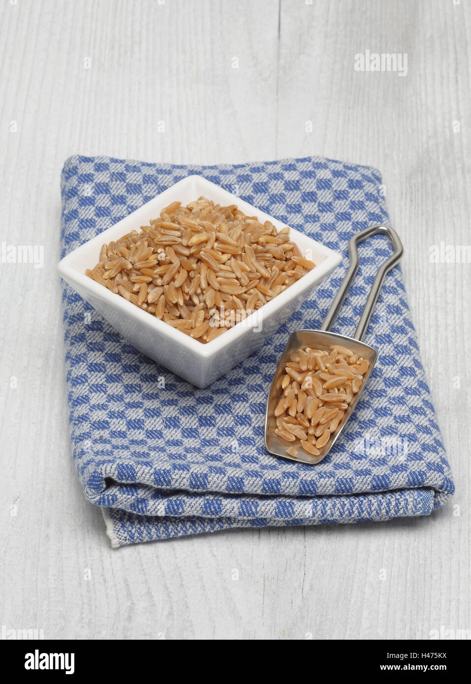 Ur cereal Kamut, Khorasan wheat, Triticum turgidum x polonicum Stock Photo
