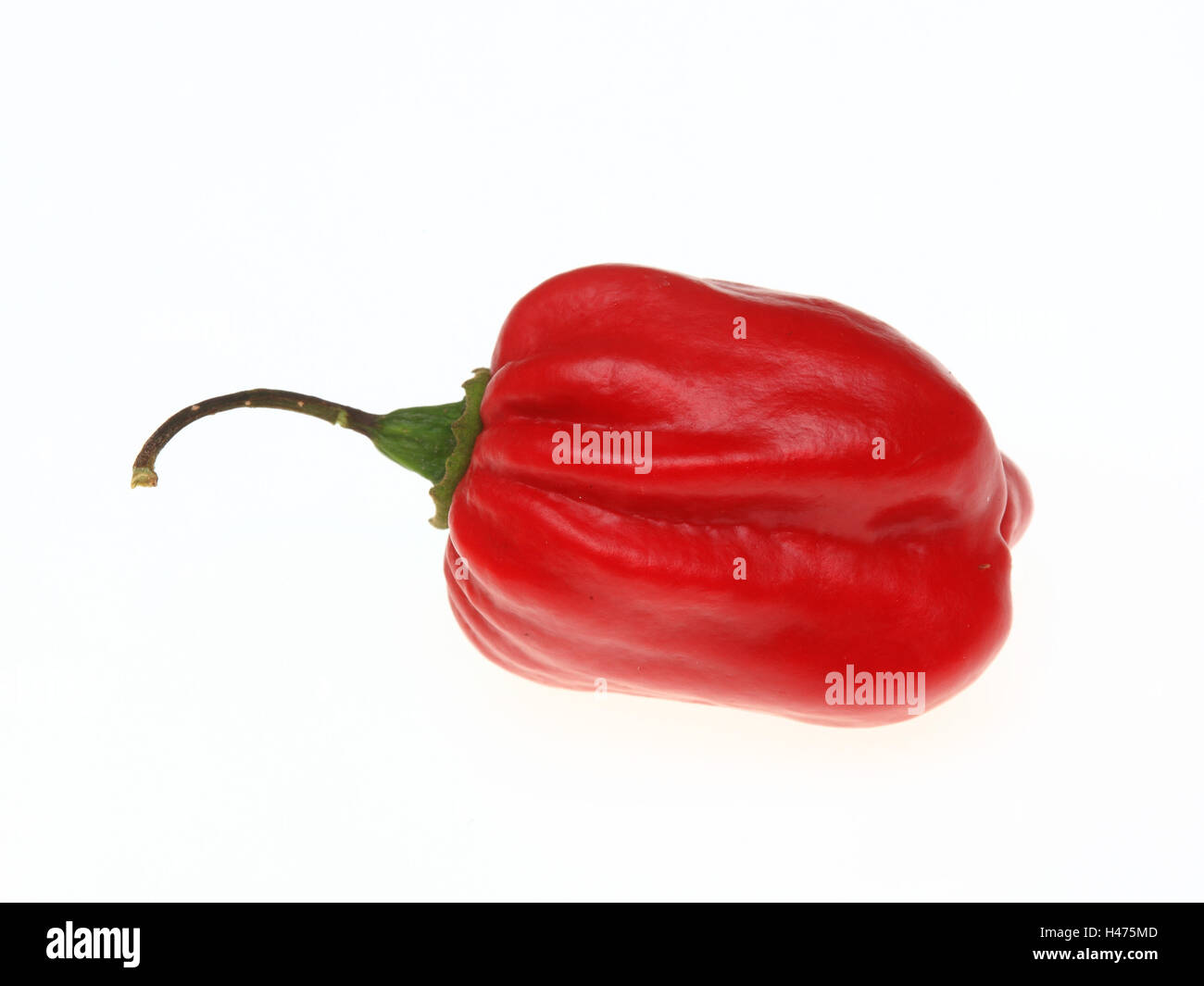 red Habanero, chili pepper, Capsicum annuum Stock Photo