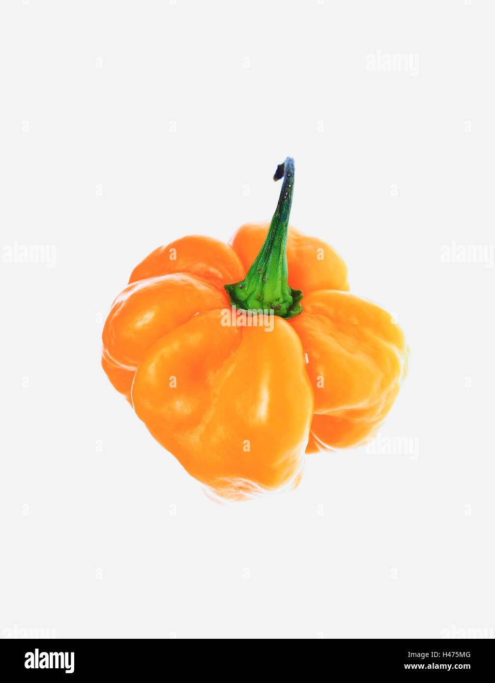 yellow Habanero, chili pepper, Capsicum annuum Stock Photo