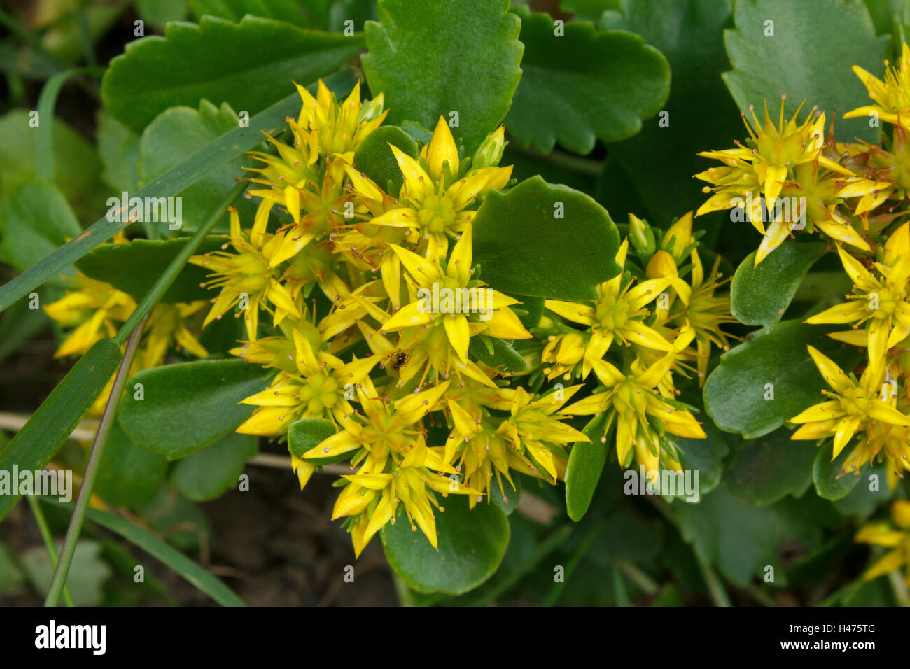 Sedum kamtschaticum - Golden Carpet Stock Photo - Alamy