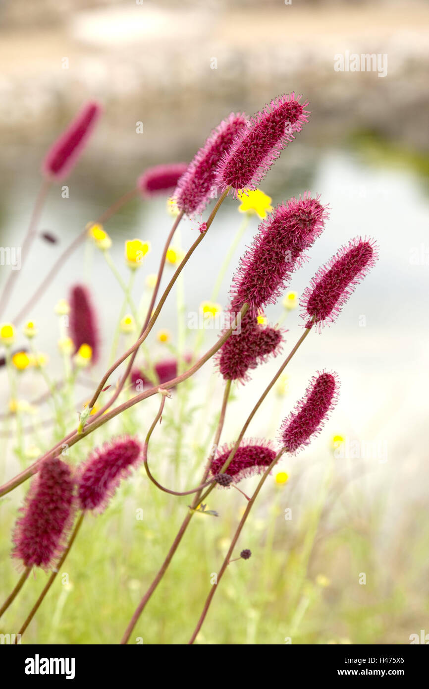 Adder's wort, bistort, blossom, Stock Photo