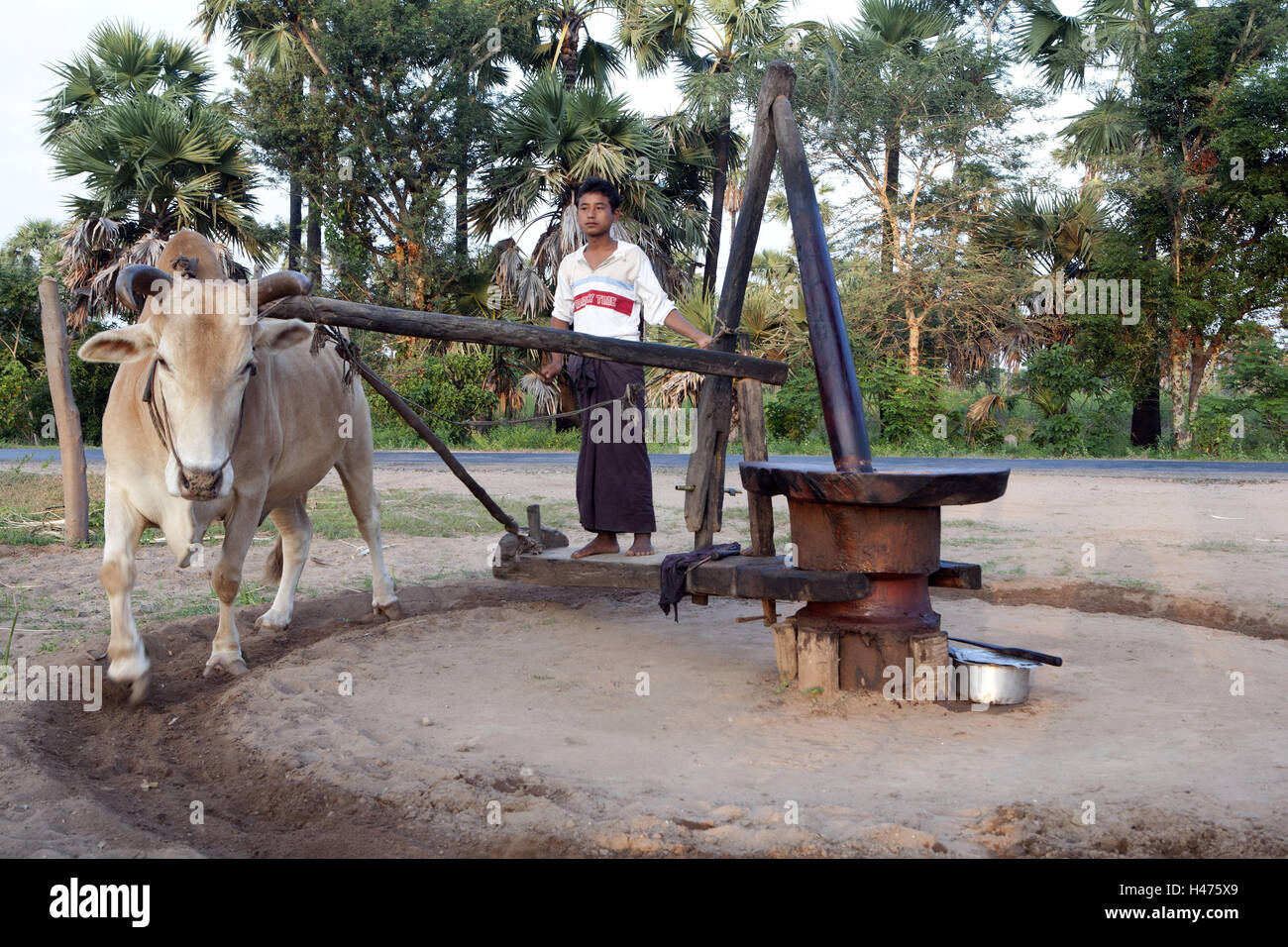 Myanmar, ox, mill, palm oil production, Stock Photo