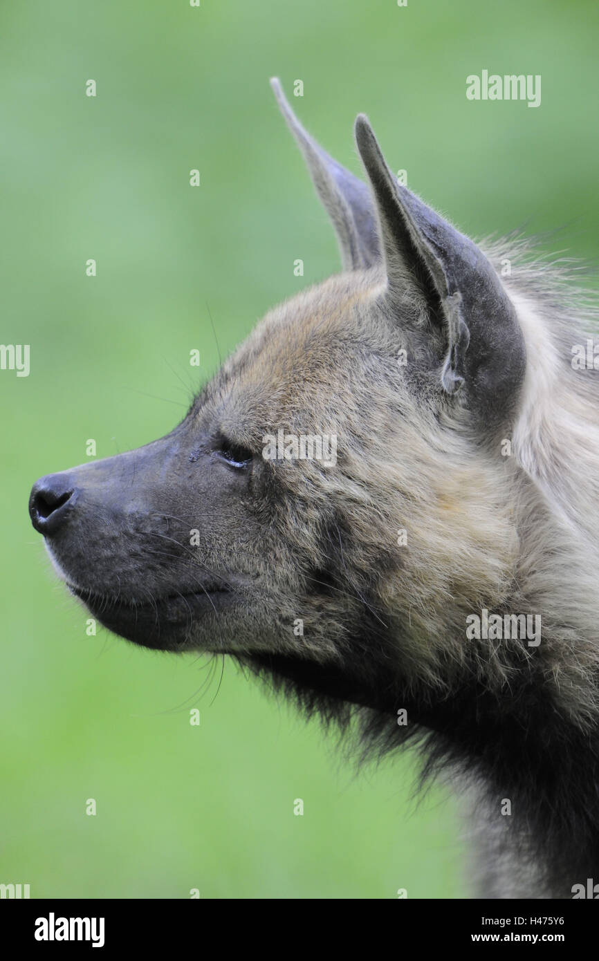 spotted hyena, Crocuta crocuta, portrait, Stock Photo