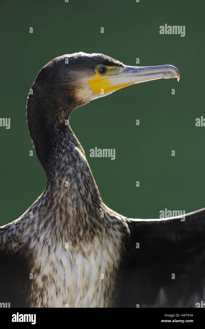 Cormorant, Phalacrocorax carbo, portrait, side view, Stock Photo