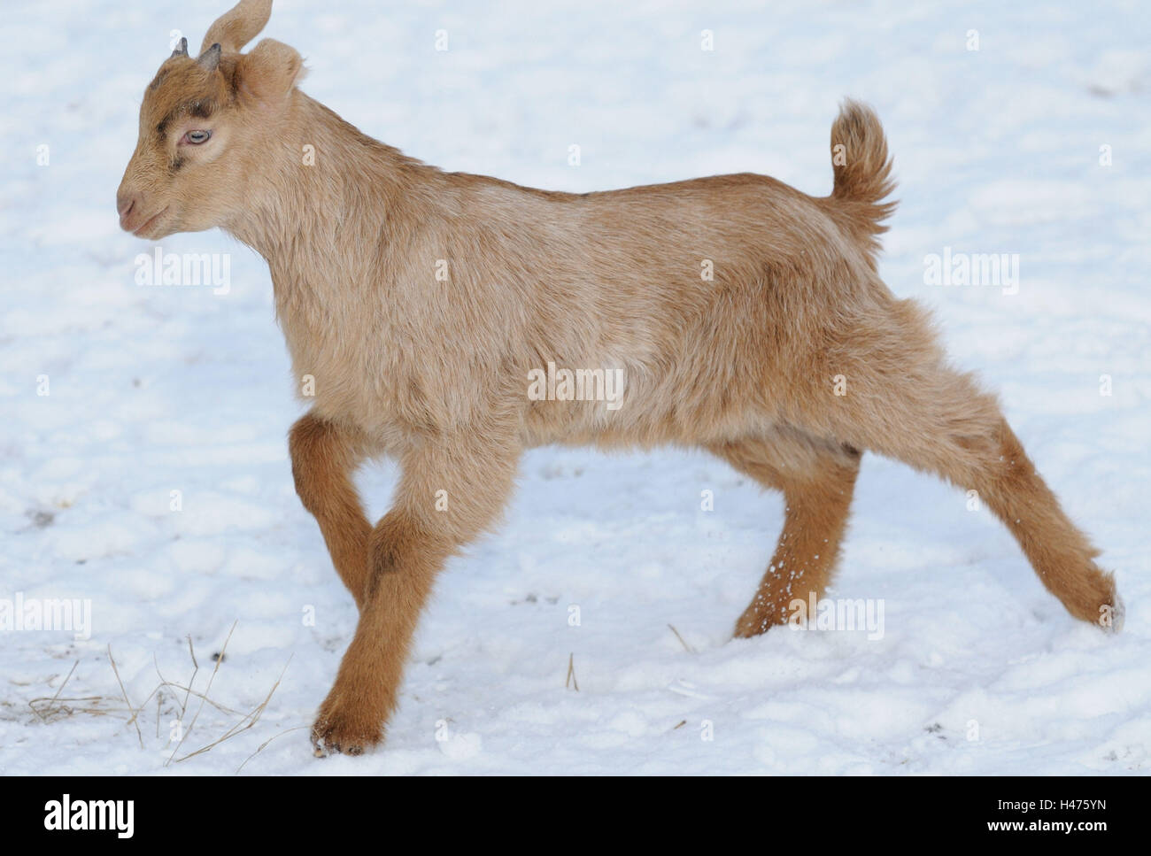 Boer goat, young animal, side view, running, Stock Photo
