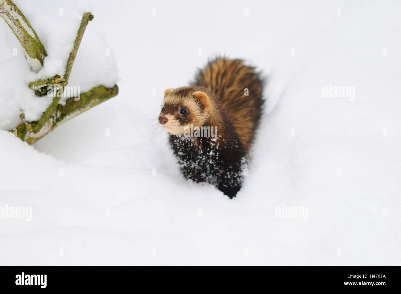 European polecat, Mustela putorius, snow, front view, standing, Stock Photo