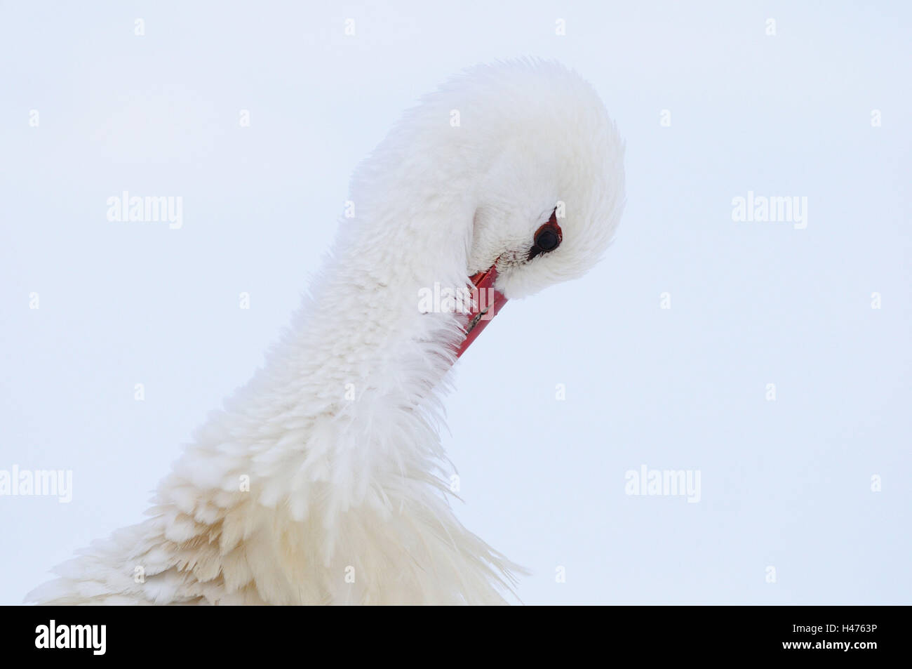 White stork, Ciconia ciconia, portrait, snow, side view, Stock Photo