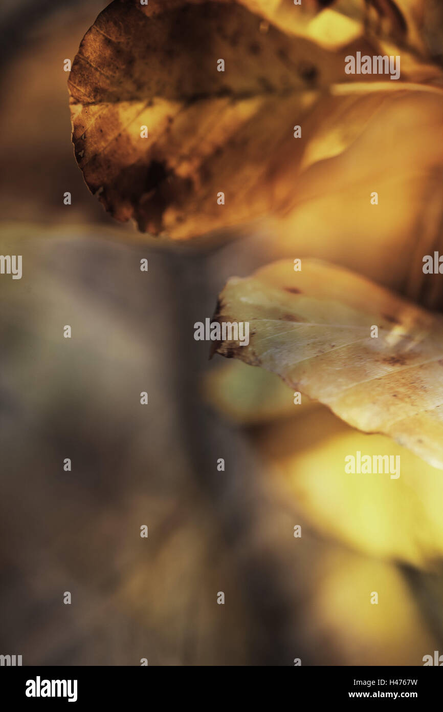 Autumn foliage, background blurred Stock Photo - Alamy