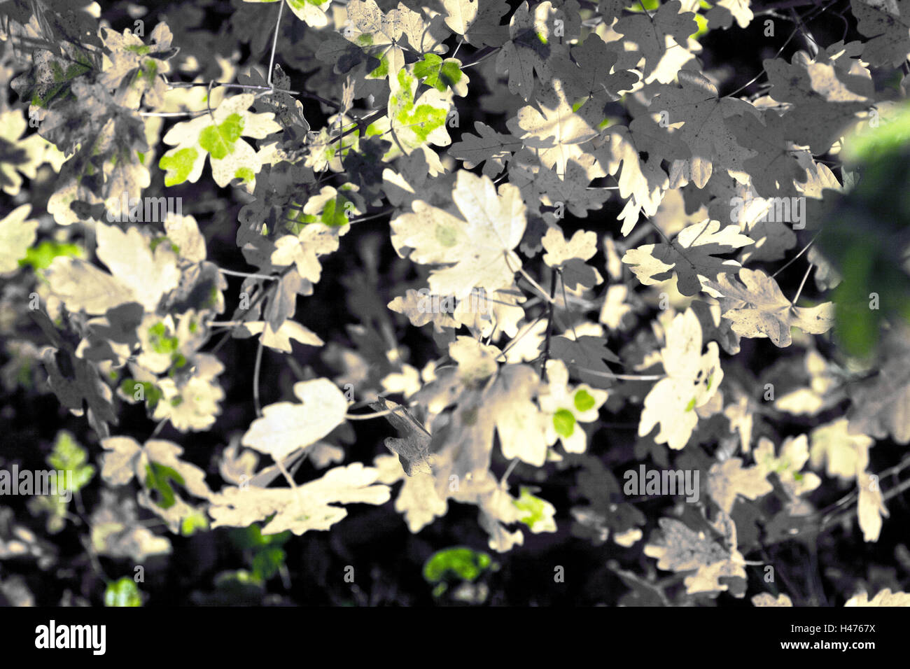 Autumn foliage, vague, foliage, autumn, season, leaves, autumn leaves, maple leaves, transient, wilts, back light, Stock Photo