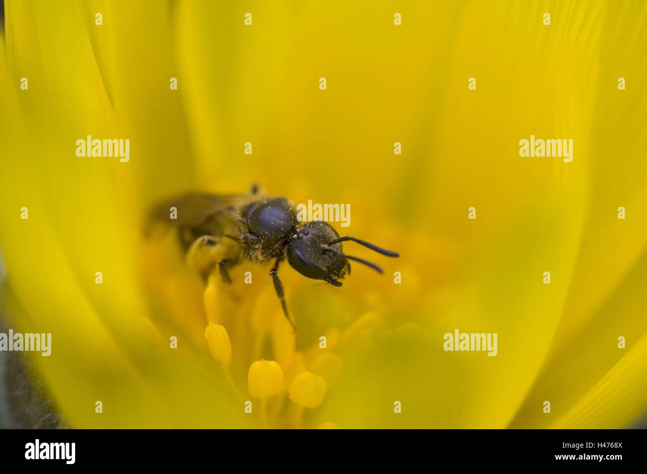 Wild bee in yellow blossom, close up, Apiformes, Adonis vernalis Stock ...