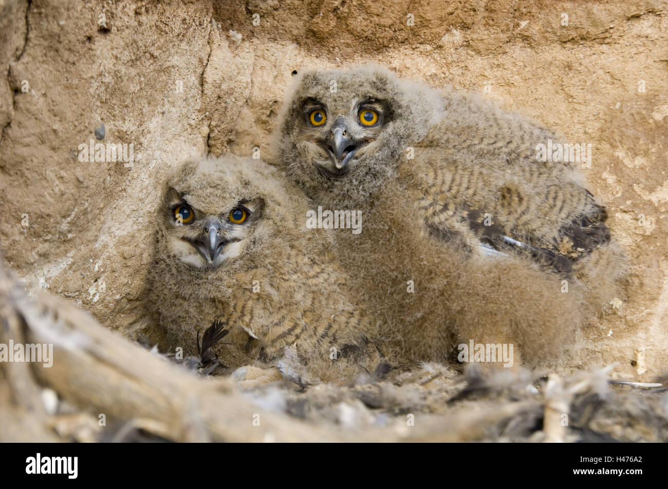 two eagle owls, young birds in the nest, bubo bubo, Stock Photo