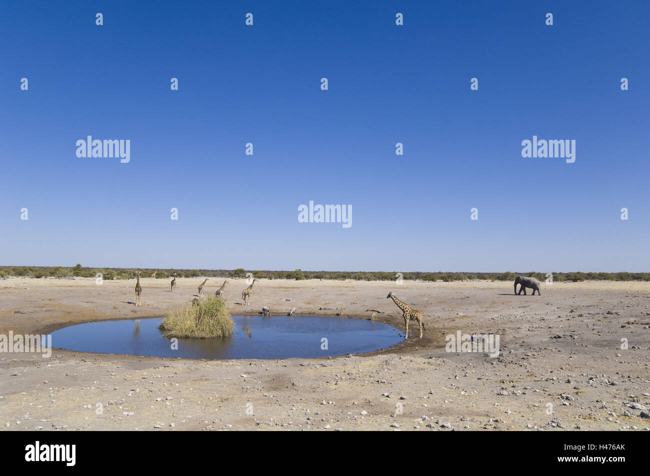 Africa, Namibia, Etosha National Park, water hole, giraffes, elephant, Stock Photo
