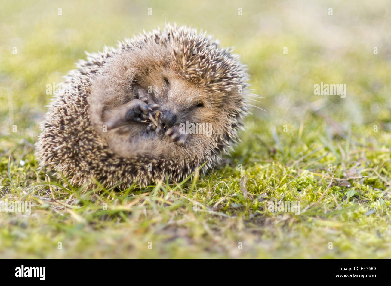 rolled-up hedgehog on meadow, Erinaceus europaeus, Stock Photo