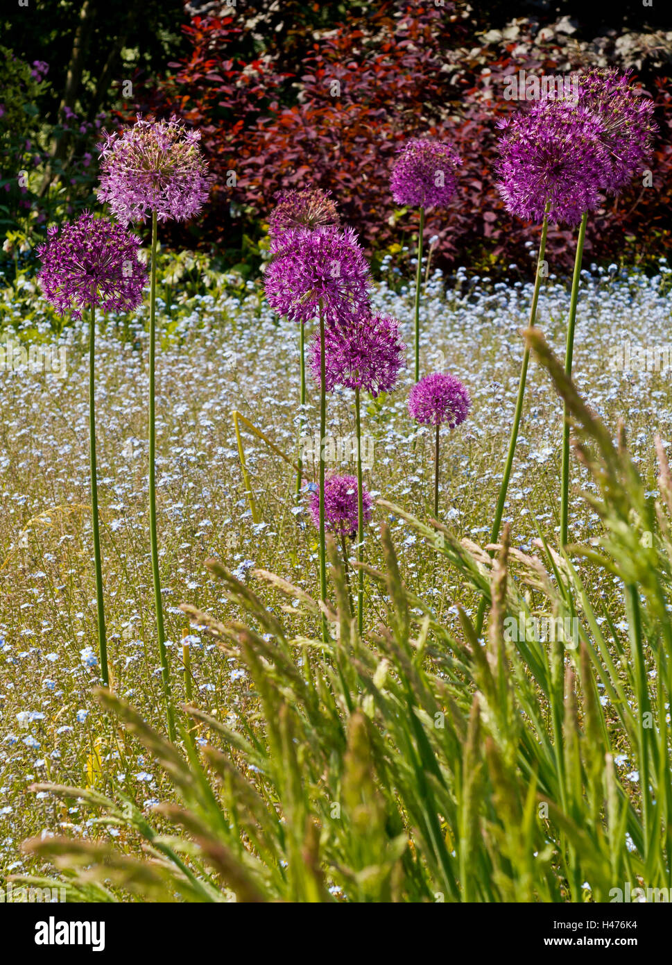 Purple allium flowers growing in a garden in early summer a genus of