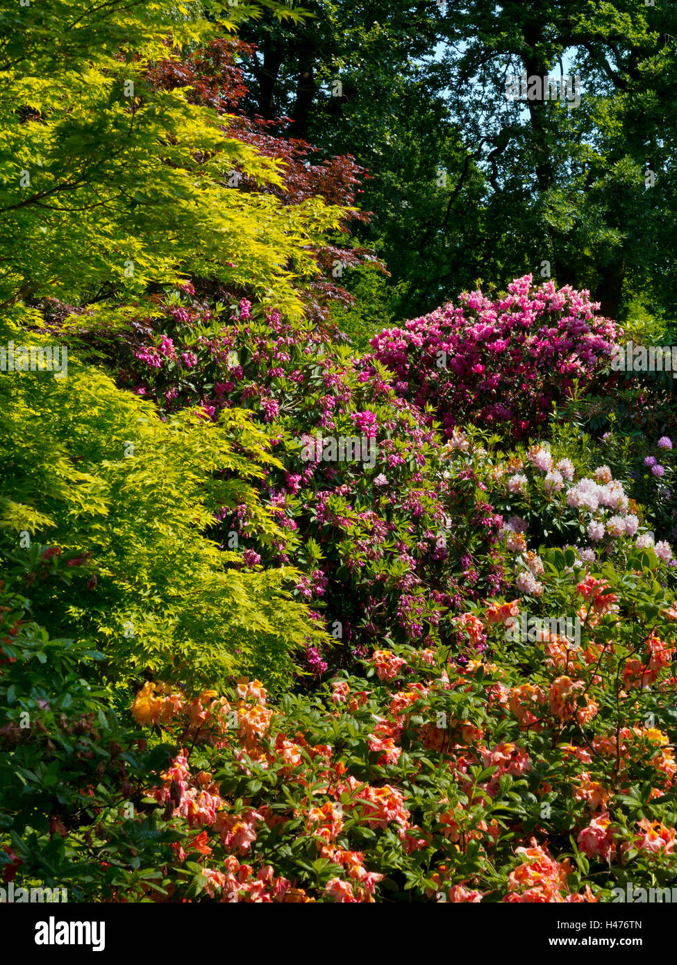 Rhododendrons in the Quarry Garden in early June at the Dorothy Clive Garden near Market Drayton in Shropshire England UK Stock Photo