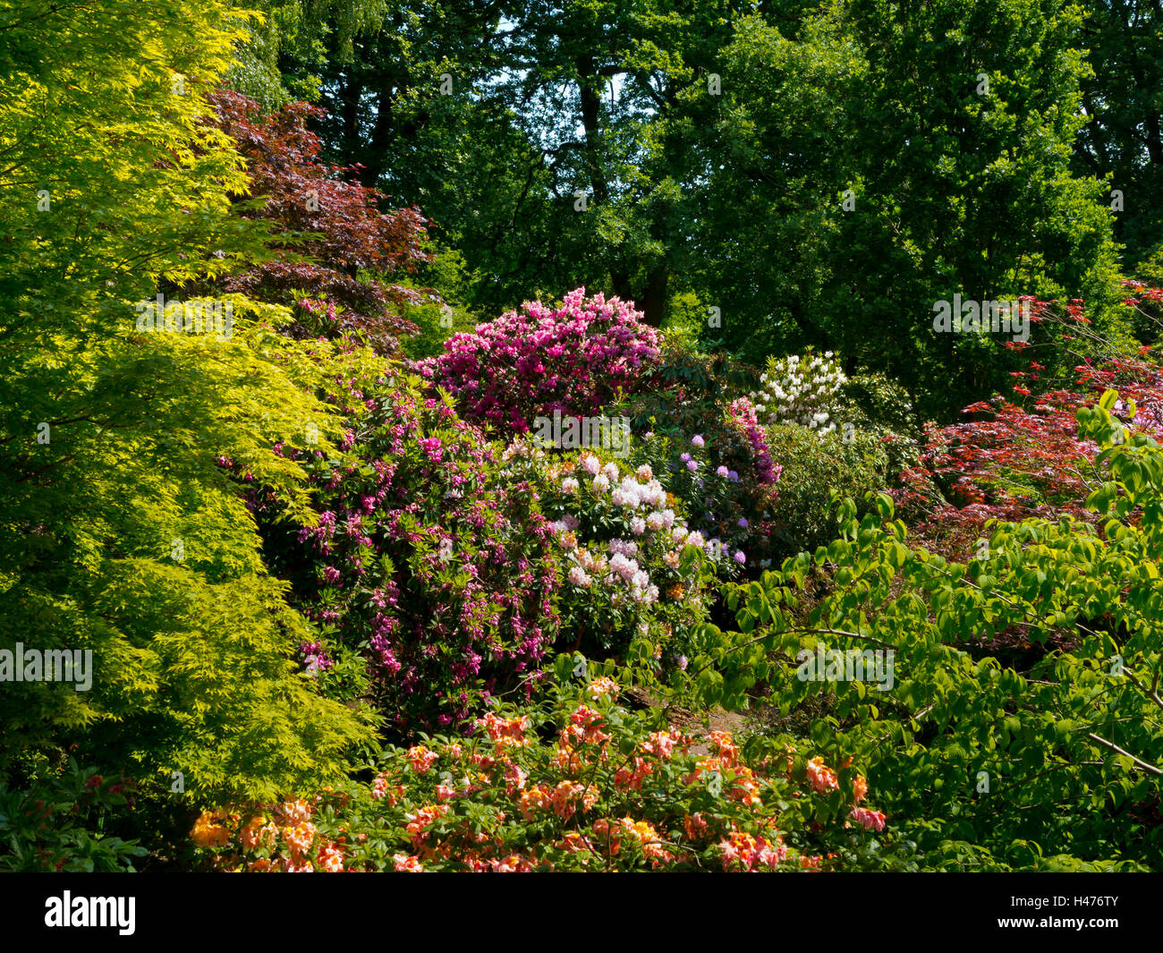 Rhododendrons in the Quarry Garden in early June at the Dorothy Clive Garden near Market Drayton in Shropshire England UK Stock Photo