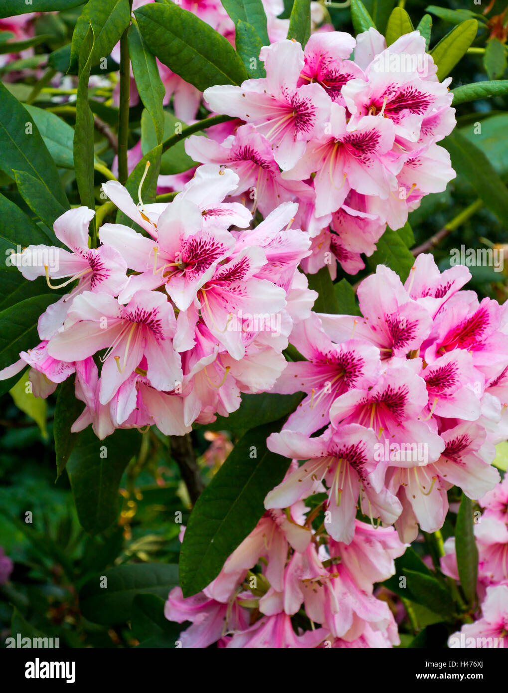 Pink rhododendron flowers growing in a garden in early summer a genus of many species of woody plants in the family Ericaceae. Stock Photo
