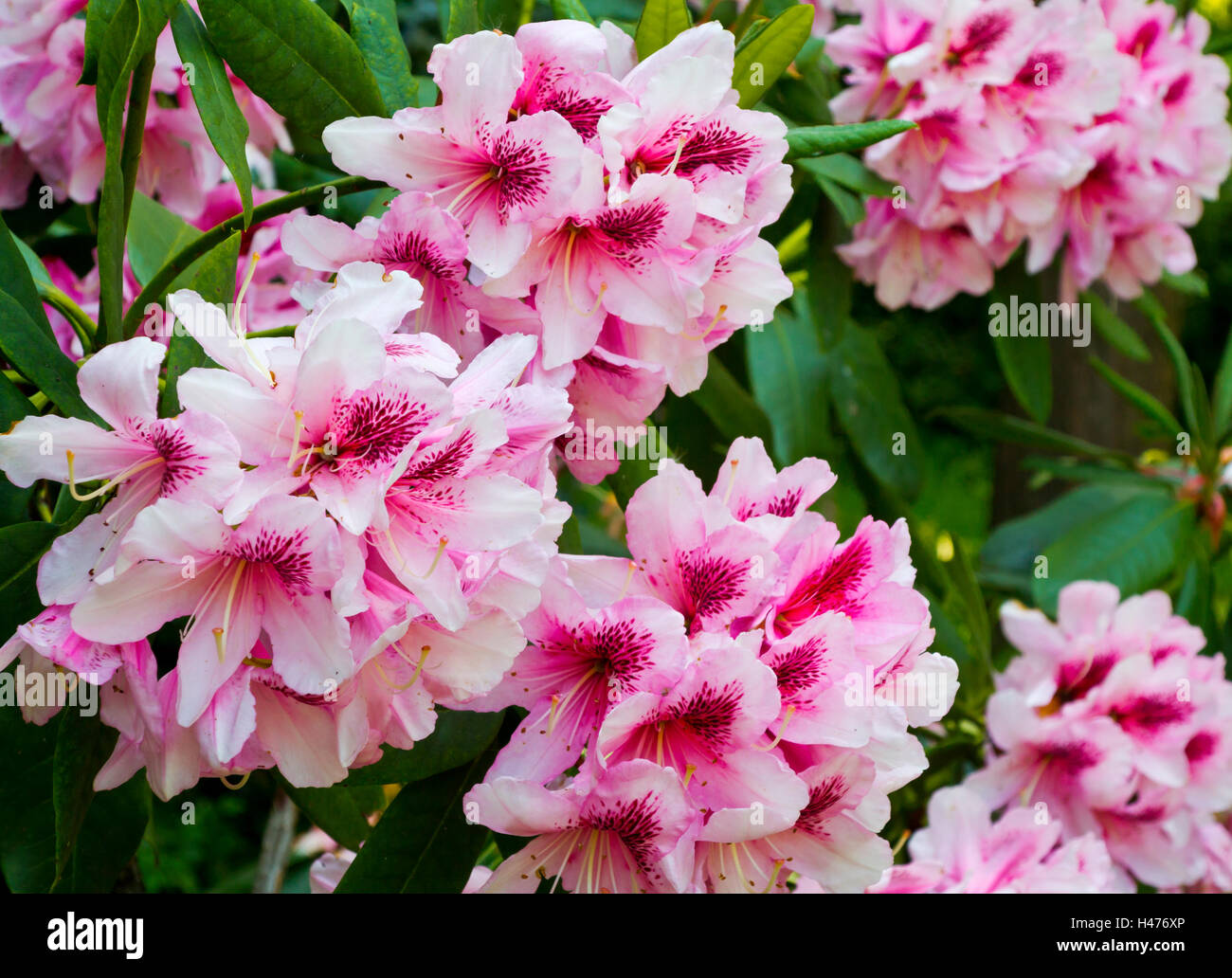 Pink rhododendron flowers growing in a garden in early summer a genus of many species of woody plants in the family Ericaceae. Stock Photo