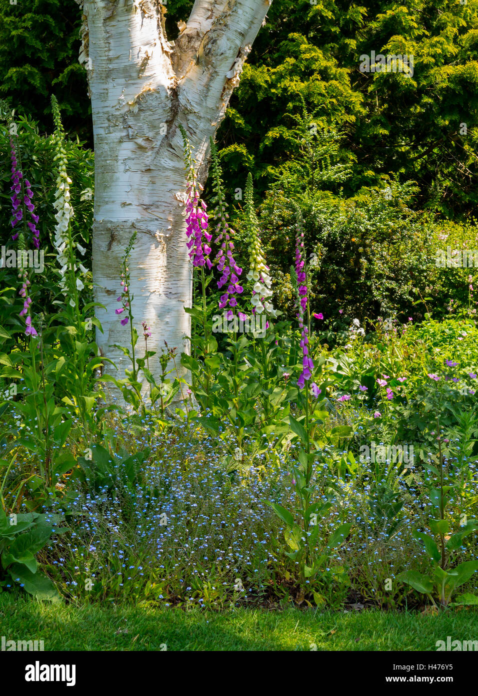 View of plants growing in early June at the Dorothy Clive Garden near Market Drayton in Shropshire England UK Stock Photo