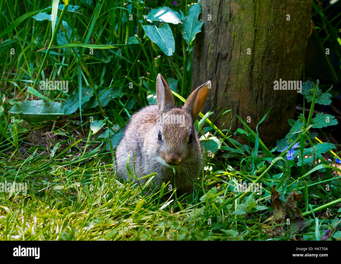 Close up view of a feeding rabbit a small mammal in the family Leporidae of the order Lagomorpha eating grass under a tree. Stock Photo